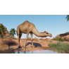 Planet Zoo   Arid Animal Pack DLC Steam Kod Klucz