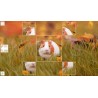 Puzzle Art  Rodents PC Steam Kod Klucz